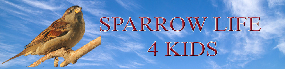 Sparrow Life 4 Kids